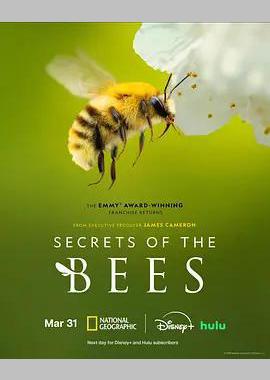 蜜蜂的秘密