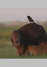 伊维拉湿地水豚