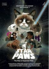 明星猫咪：明星宠物的崛起