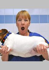 肥宠年度减肥大赛 第一季