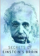 爱因斯坦大脑的秘密