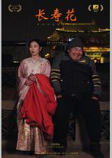 长寿花